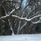 Awesome tree in Dixon Branch Creek - snow highlights