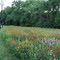 Texas wildflowers
