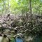 Isla de Tinharé - Dentro del manglar