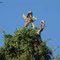 Carcará
