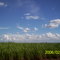 canaviais e céu