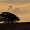 Tree and cloud