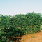 Plantação De Mandioca