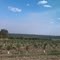 Vista da Mata