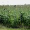 Anú-preto (Crotophaga ani)  em plantação de sorgo na rodovia vicinal Quadro-São Lourenço do Turvo