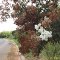 Comendador Gomes - Flores na BR 153