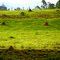 Campo e cupins - SP, Brasil.