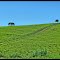 BlueGreen...