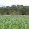 Cadastro de Compromisso Socioambiental - Fazenda Esplanada do Sol - Cadastrada desde 2010