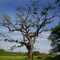 Bela Árvore - Fazenda Santa Augusta