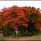 Belo Flamboyant (Delonix Regia).