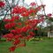 Poinsetia - Bico-de-Papagaio (Euphorbia Pulcherrima)