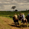 Cavalos em Guaxupé