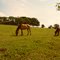 HORSES GRAZING