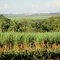 Sorgo, Canaviais, Mata Nativa e ao fundo a cidade de Orlândia vista da Rodovia Altino Arantes (SP-351)