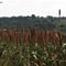 Sorgo