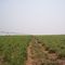Ranch Mozarlandia, Goias, Brazil