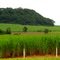 Paisagem campestre - proximidades de São Carlos, SP, Brasil.