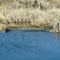 Alligator-San Bernard NWR