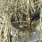 Alligators-San Bernard NWR