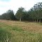 Cadastro de Compromisso Socioambiental - Fazenda Bartira - Cadastrada desde 2009