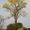 Ipê Amarelo do Posto