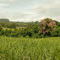 CAMPO ENTRE TAMBAU Y PORTO FERREIRA