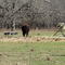 Fort Worth Nature Center Bisons