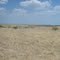Texas plains