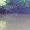 Alligator - looked to be about 8 feet long.