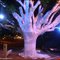 Sapucaia iluminada(Natal 2010)