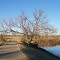 Fall Tree on the banks of Tannery Lake, TX