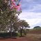 Paineira Rosa(Ceiba speciosa) no Trevo de entrada para Serra Azul