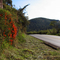 Flores do Inverno