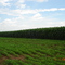 plantação de milho fazenda Bela Vista