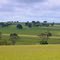 Cenário Rural (Pecuária)