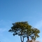 Zé hängen von einem Baum