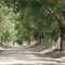 caminho entre árvores / ezamprogno