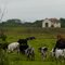 homenagem ao meu colega Aender, mestre em registrar o entorno rural da cidade onde vive
