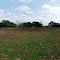 Wild flower panorama