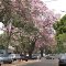 Ipê rosa  - Dourados - mS - Brazil