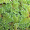 Azolla sp. (Salviniaceae, Polypodiopsida), uma pequena samambaia (em cultivo), Rio Claro, SP, Brasil