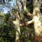 Horto Florestal   08/set/2007
