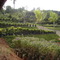 Flora Cerri- Viveiro de plantas