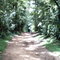 Horto Florestal