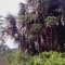 beleza  da  natureza