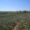 Cadastro de Compromisso Socioambiental - Fazenda Pirapitinga - Cadastrada desde 2009