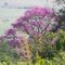 IPE ROXO