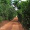 Caminho no meio do mato