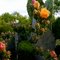 Flowers in Spring